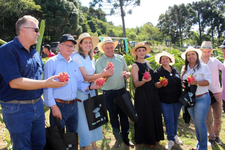 Começou a colheita da Pitaya
